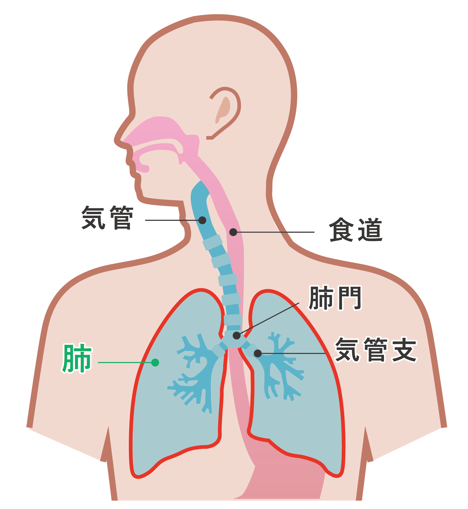 画像に alt 属性が指定されていません。ファイル名: 06_lung_cancer_01-1.png